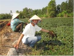 Củ Ấu Dễ Bán