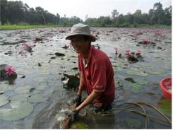 Biến Ruộng Xấu Thành Nơi Trồng Súng