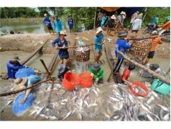Sản Xuất Cá Tra Bền Vững