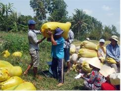 “Cò Lúa” Ăn Cửa Trên