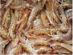 Quy Trình Nuôi Tôm Công Nghiệp Khép Kín Cách Làm Mới, Hiệu Quả Cao