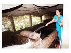 Hiệu Quả Từ Mô Hình Nuôi Heo Kết Hợp Làm Túi Ủ Biogas Ở Tổ Hợp Tác Chăn Nuôi Heo 