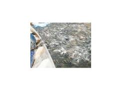 Quy trình sử dụng thuốc trong ao nuôi cá tra