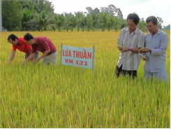 Tân Châu (An Giang) Trình Diễn Mô Hình Trồng Thực Nghiệm Giống Lúa Thuần VN121