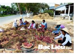 Nông Dân Xã Vĩnh Trạch Đông (Bạc Liêu) Trúng Mùa Hành Tím