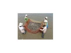 Cách quản lý ao tôm thâm canh, bán thâm canh hạn chế dịch bệnh