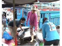 Năm 2015, Khánh Hòa Tiếp Tục Thực Hiện Dự Án “Thu Thập Số Liệu Cá Ngừ Tại Việt Nam”