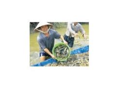 Bệnh đóng rong trên tôm càng xanh