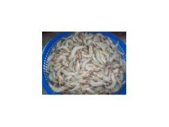 Công nghệ sản xuất giống tôm thẻ chân trắng (litopenaeus vanamei)