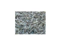Kỹ thuật nuôi ngọt hoá tôm chân trắng nam mỹ ở tỉnh quảng tây, trung quốc