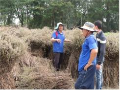 Phong Trào Trồng É Phát Triển Mạnh