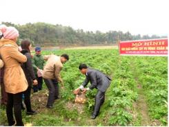 Mô Hình Trồng Khoai Tây Solara Đạt Năng Suất 120 Tạ/ha