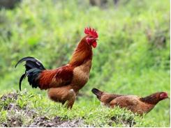 Chẩn đoán phân biệt bệnh cúm gia cầm với Newcastle ở gà trong thực tế sản xuất