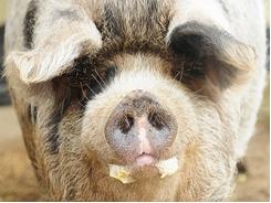 Ảnh hưởng của các mức khoáng, vitamin và điện giải tới sức sản xuất của lợn thịt