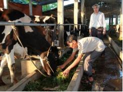 Bò sữa giống chết hàng loạt ở Hà Nam sẽ hỗ trợ để dân không bị thiệt