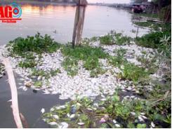 Hơn 3 tỷ đồng hỗ trợ các hộ dân bị thiệt hại do cá chết hàng loạt trên sông Cái Vừng (An Giang)