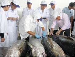 Cá ngừ đại dương của Bình Định có giá bán cao hơn sản phẩm cùng loại của nhiều nước trong khu vực