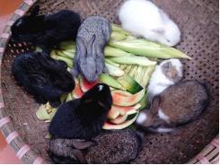 Cách xử lý thức ăn cho thỏ