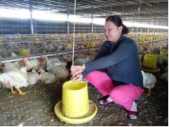 Nhờ gà, heo, chị Hải xứ Quảng lãi gần tỷ đồng mỗi năm