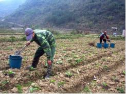 Hà Quảng dài cổ chờ... mưa