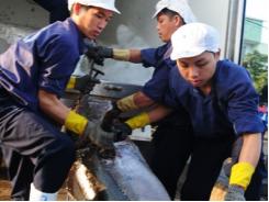 Đánh bắt cá ngừ kiểu Nhật gặp khó