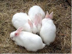 Điều trị bệnh đường hô hấp trên thỏ