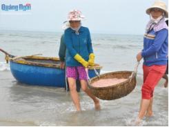 Ngư dân Quảng Ngãi trúng mùa ruốc