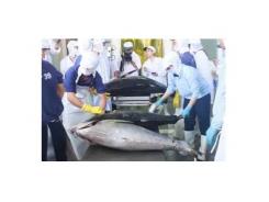Giá cá ngừ giảm sâu ngư dân miền Trung gặp khó
