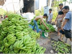 Giá chuối tăng cao, nông dân lãi khá