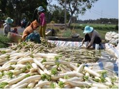 Trà Vinh giá củ cải trắng giảm còn 1.500 đồng/kg