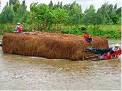 Hạn hán khốc liệt, dân miền Tây phải bán bò giá rẻ bèo