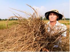 Hạn mấy cũng không bỏ ruộng, quyết bám đất cha ông...