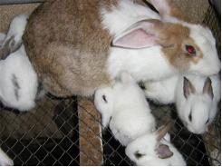 Hướng dẫn chăn nuôi thỏ phần 5