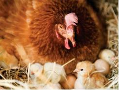 Khởi nghiệp nuôi gà siêu trứng mô hình trang trại