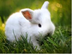 Kinh nghiệm nuôi thỏ ít bị dịch bệnh và mau lớn