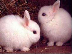 Kỹ thuật chăm sóc thỏ sơ sinh đạt tỷ lệ sống cao