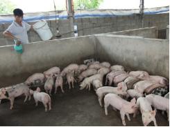 Chẩn đoán lâm sàng phân biệt 4 bệnh đỏ của lợn