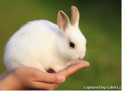 Một số thao tác kiểm tra sức khỏe thỏ
