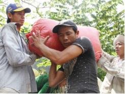 Thương lái tranh mua lúa tại ruộng, nông dân lời khá