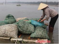 Quỳnh Lưu (Nghệ An) thả nuôi hơn 20 ha ngao thương phẩm