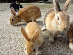 Những bệnh thường gặp khi nuôi thỏ