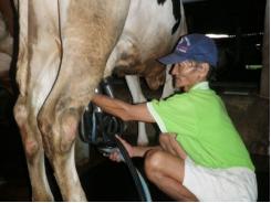 Chuyển 26% hộ nuôi bò lấy sữa sang nuôi bò thịt