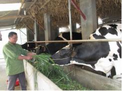 Kỹ sư bò sữa thu nhập gần nửa tỷ đồng mỗi năm