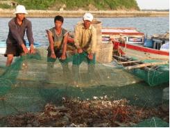 Dịch bệnh bao vây tôm hùm