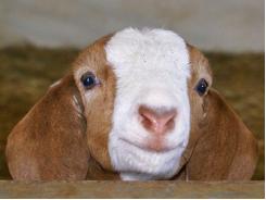 Phòng ngừa bệnh uốn ván ở bê mới sinh hay cừu, dê non trong thời gian chăn nuôi