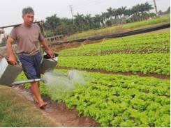 Dồn sức làm thương hiệu rau an toàn Mê Linh