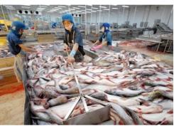 Diện tích nuôi trồng và sản lượng cá tra giảm