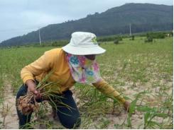 Bị thất thu vàng trắng, người dân Lý Sơn sẽ sớm được hỗ trợ