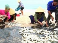 Ngư dân bãi ngang Quảng Bình trúng đậm mùa cá trích