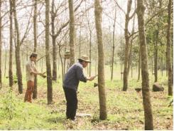 Người trồng cao su nỗ lực giữ vườn cây